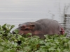 Few day old hippo at Lake Naivasha that had been injured