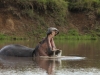 Hippo enjoying his pool