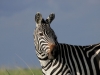 Lovely lighting of this zebra