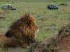 At last, some large maned lions
