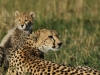 What's not to love about a cheetah encounter