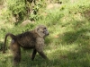 Mr. Baboon who wanted to visit my room