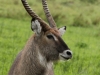 Handsome waterbuck