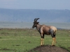 Topi doing the Topi thing standing on a mound
