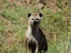 Very robust hyena