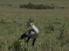 Secretary bird