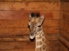Kili a rescued giraffe getting sleepy
