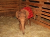 Little Dupotto, my newest adoptee