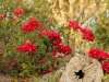Beautiful flowers at Sweetwaters