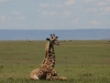 Seated giraffes are much easy to photograph