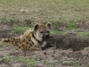 Radio collared hyena