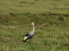 Grey crowned crane