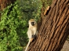 Vervet monkey watching for a room door to open