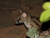 Friendly genet cat