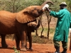 Public viewing time at the David Sheldrick Wildlife Trust - they love their bottles