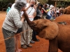 A woman gets an elephant kiss