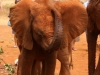 This little one enjoys a mud dust