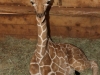 Kiko a young giraffe rescued by the David Sheldrick Wildlife Trust
