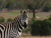 Zebras are so striking