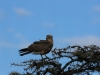 Juvenile Eastern Chanting Goshawk