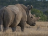 Najin - 1 of 3 globally remaining Northern White rhinos