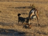 Two jackals decide to try and take a mother Impalas baby