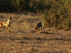 But in the end, it is the jackals who have dinner