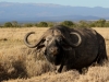 Mr. Cape Buffalo to you
