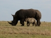 White rhino and youngster