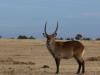 Handsome waterbuck