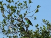 Brown parrot