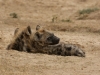 Hyenas warming in the sun