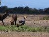 Crowned crane