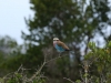 Lilac breasted roller