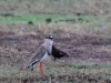 Crowned lapwing