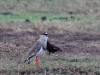 Crowned lapwing