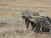 Hyena breakfast