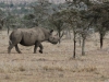 Black rhino
