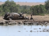 Mud bath day for the rhino at Sweetwater water hole