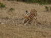 Afternoon stretch - one of two cheetah brothers