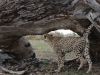 Marking territory