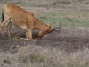 Hartebeest with serious itch
