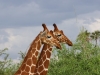 Mirrored giraffes - actually they had been 'necking'