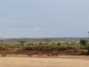 Elephants looking for water in the dry riverbed
