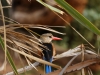 Grey headed kingfisher