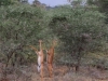 Gerenuk like to stand on their hind legs to browse