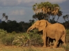 Late afternoon at Samburu