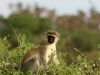 Vervet monkey - the naughty ones