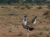 Kori bustard