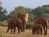 Family of elephants out for a stroll